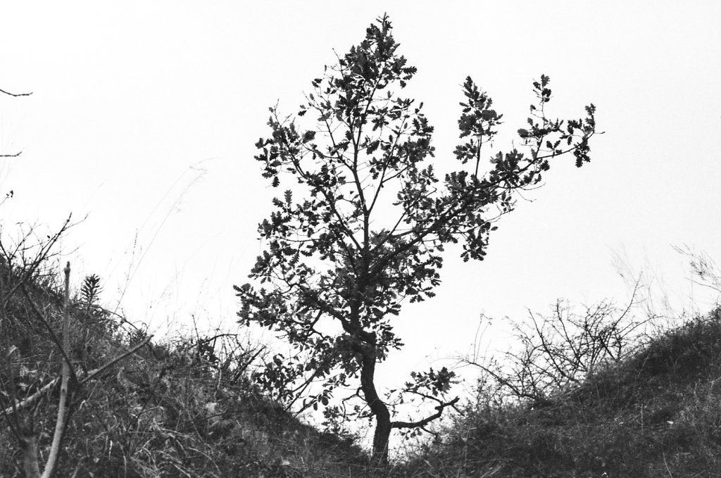 nature-1-of-4.jpg